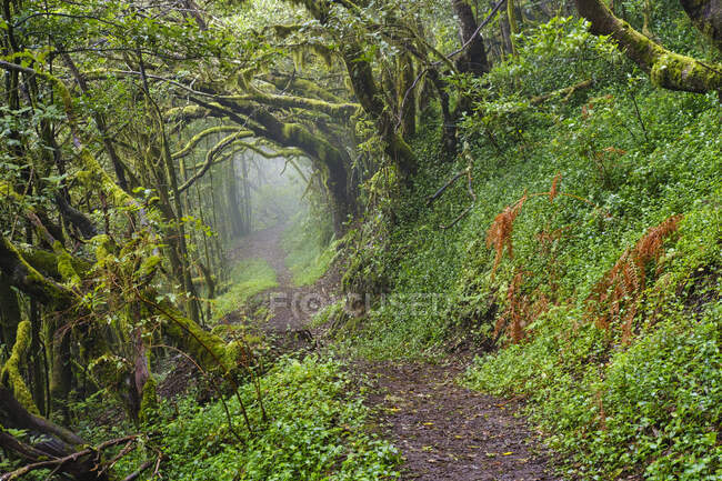 Spagna, Isole Canarie, La Gomera, Sentiero forestale vuoto nel Parco Nazionale di Garajonay — Foto stock