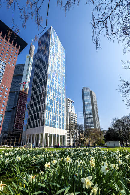 Germania, Assia, Francoforte, aiuola primaverile con grattacieli sullo sfondo — Foto stock