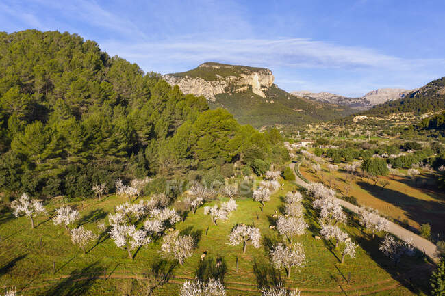 Spagna, Isole Baleari, Mancor de la Vall, Veduta aerea dei mandorli nel frutteto primaverile di Serra de Tramuntana — Foto stock