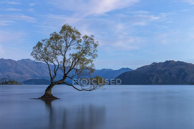 New Zealand, Otago, Wanaka Tree and Lake Wanaka at blue dawn — Stock Photo