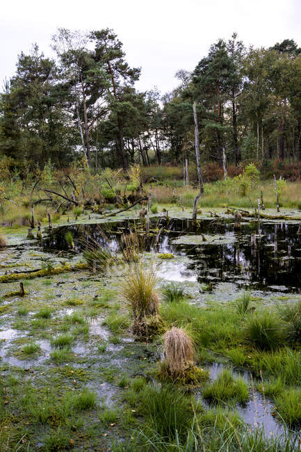 Германия, Нижняя Саксония, Дипхольцкая мавританская депрессия, ландшафт с болотами и деревьями — стоковое фото