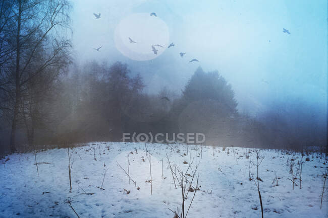Germany, Wuppertal, Flock of birds flying over snow-covered forest clearing at foggy dawn — Stock Photo
