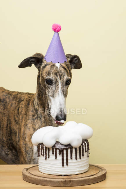 Chien Avec Son Gateau D Anniversaire Celebrant Son Anniversaire Fete Produits Alimentaires Stock Photo