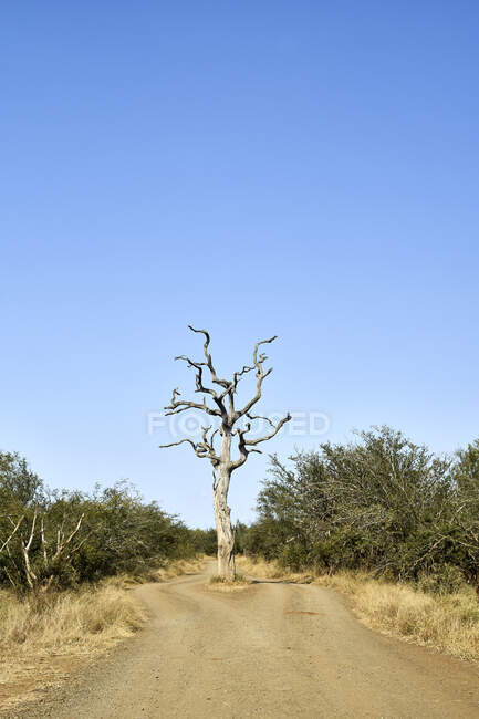 Kahler Baum auf der Straße gegen strahlend blauen Himmel im Kruger Nationalpark, Südafrika — Stockfoto