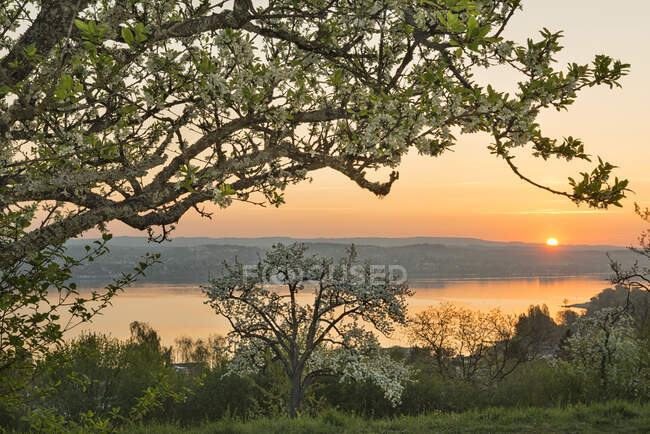 Germania, Baden-Wurttemberg, Lago di Costanza e alberi all'alba — Foto stock