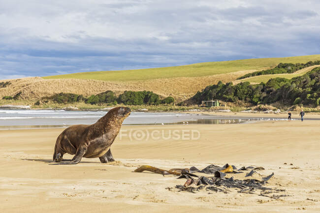 Nova Zelândia, Oceania, Ilha do Sul, Otago, Sudeste, Costa de Catlins, Leão do Mar da Nova Zelândia (Phocarctos hookeri) em Purakaunui Bay — Fotografia de Stock