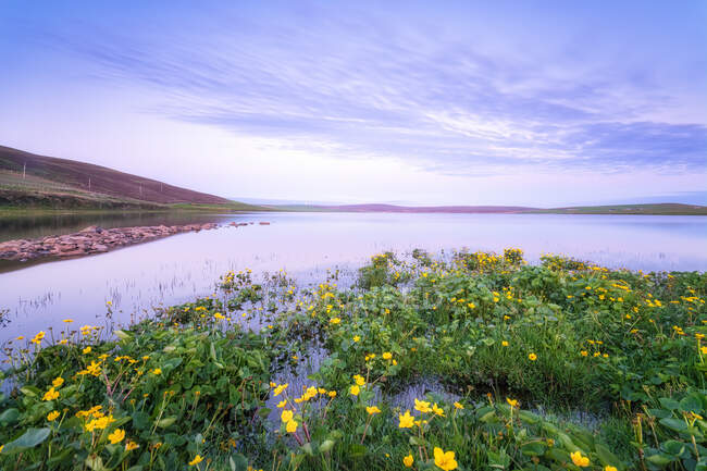Regno Unito, Scozia, continente, fiori selvatici gialli che sbocciano sulla riva del Loch of Swannay al tramonto — Foto stock