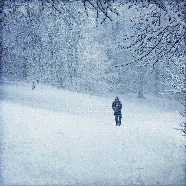 Floresta no inverno perto de Wuppertal, homem durante a queda de neve — Fotografia de Stock