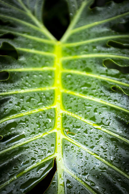 Spanien, Großaufnahme eines grünen Blattes, das mit Regentropfen bedeckt ist — Stockfoto