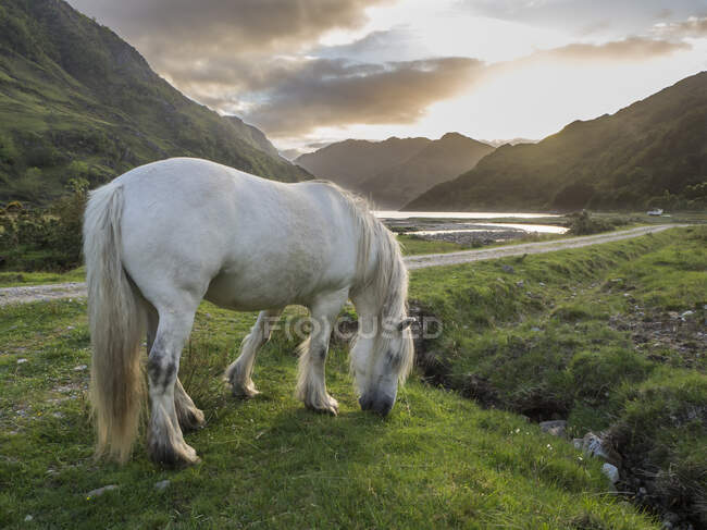 White horse standing on hery land against cloudy sky at sunset, Scozia, Regno Unito — Foto stock
