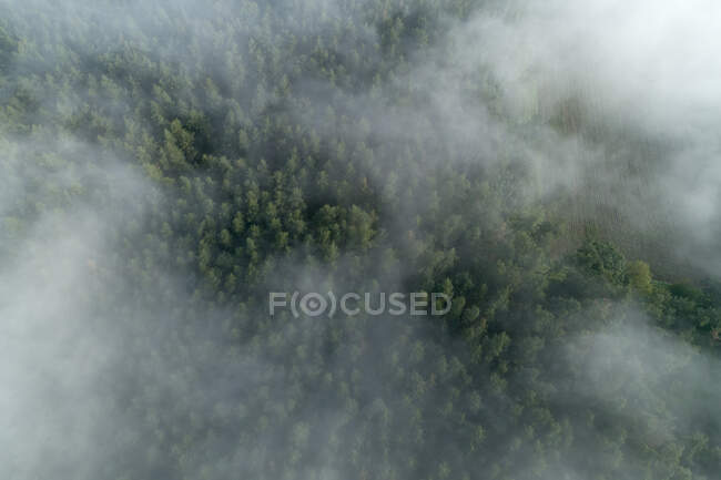 Germania, Baviera, Franconia, Veduta aerea della foresta coperta di nebbia al mattino — Foto stock