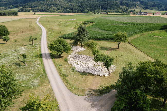 Österreich, Kärnten, Klagenfurt, Luftaufnahme einer großen Gänseschar, die am Feldweg weidet — Stockfoto