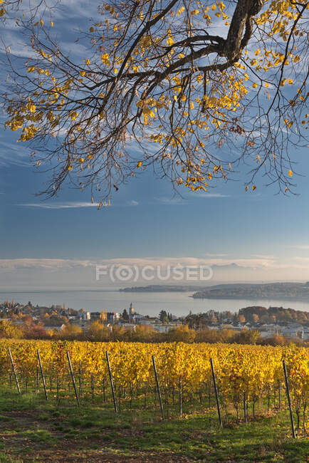 Alemanha, Baden-Wurttemberg, Uberlingen, Vinha no Outono, Lago Constança no fundo — Fotografia de Stock