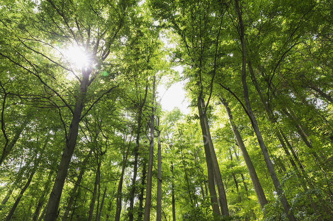 Germany, North Rhine Westfalia, Eifel, Eifel National Park, Low angle view of green beech trees (Fagus) with sunlight — Stock Photo