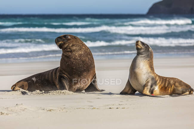 Neuseeland, Dunedin, Neuseeland Seelöwen (Phocarctos hookeri) paaren sich am Allans Beach — Stockfoto