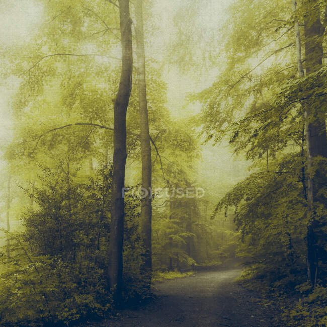 Laubwald im Morgenlicht, Waldweg — Stockfoto