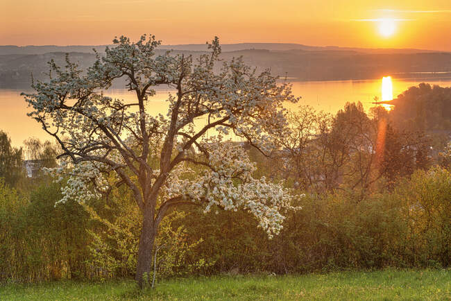 Germania, Baden-Wurttemberg, Lago di Costanza e alberi all'alba — Foto stock