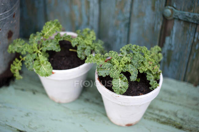 Allemagne, Hambourg, semis de chou frisé dans des pots de fleurs — Photo de stock