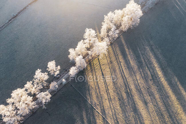 Deutschland, Bayern, Schwaigwall, Luftaufnahme weißer Birken am Feldweg im Winter — Stockfoto