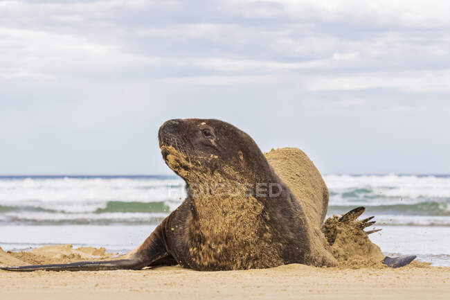 Nova Zelândia, Oceania, Ilha do Sul, Otago, Sudeste, Costa de Catlins, Leão do Mar da Nova Zelândia (Phocarctos hookeri) deitado na areia na Baía de Purakaunui — Fotografia de Stock