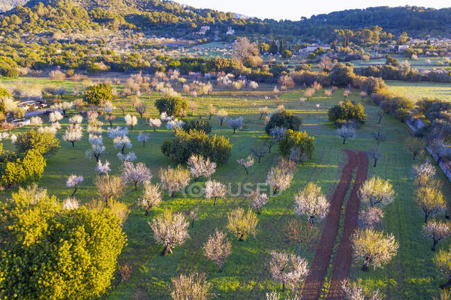 Spagna, Isole Baleari, Mancor de la Vall, Veduta aerea dei mandorli nel frutteto primaverile — Foto stock