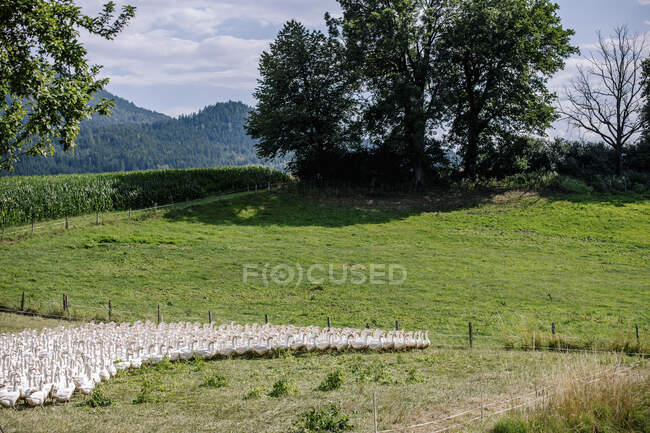 Austria, Carintia, Klagenfurt, Gran rebaño de gansos pastando en pastizales verdes - foto de stock