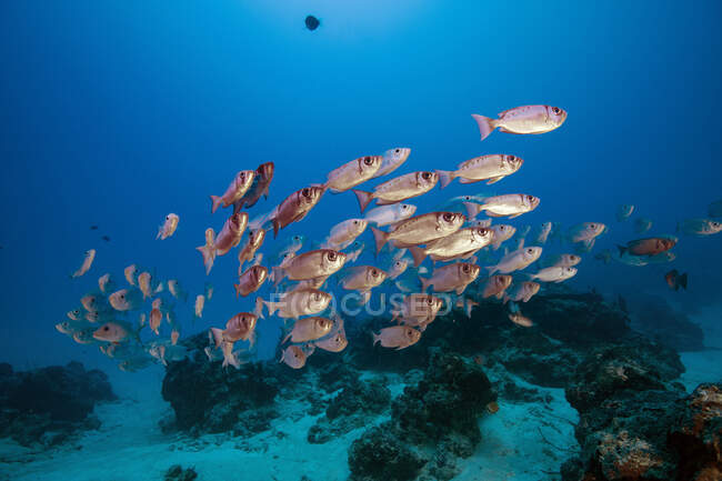 Palau, Scuola di Big Eye pesce nel canale tedesco — Foto stock