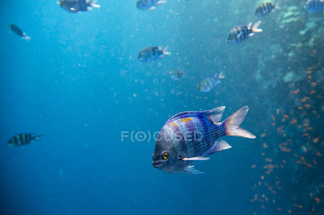 Sergente Indo-Pacifico pesci che nuotano sott'acqua nel mare rosso — Foto stock