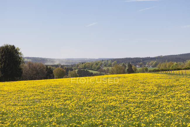 Germania, Renania Settentrionale Vestfalia, Eifel, regione di Kalterherberg, Denti di leone comuni (setta Taraxacum. Ruderalia) che cresce nei campi erbosi in primavera — Foto stock