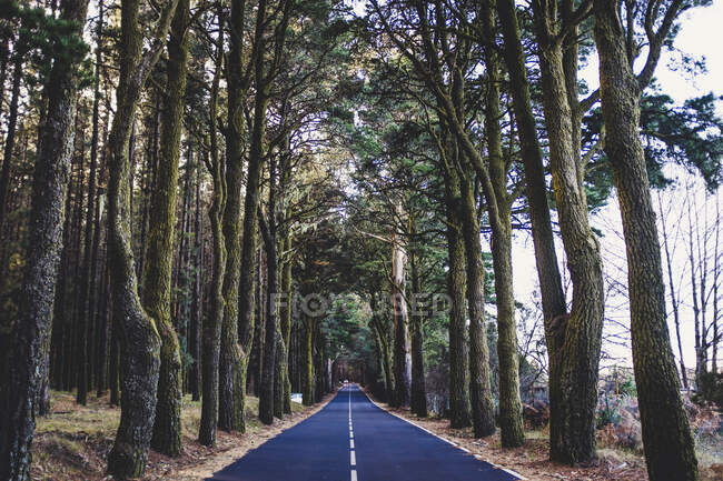 Spanien, Teneriffa, von Bäumen gesäumte Landstraße — Stockfoto