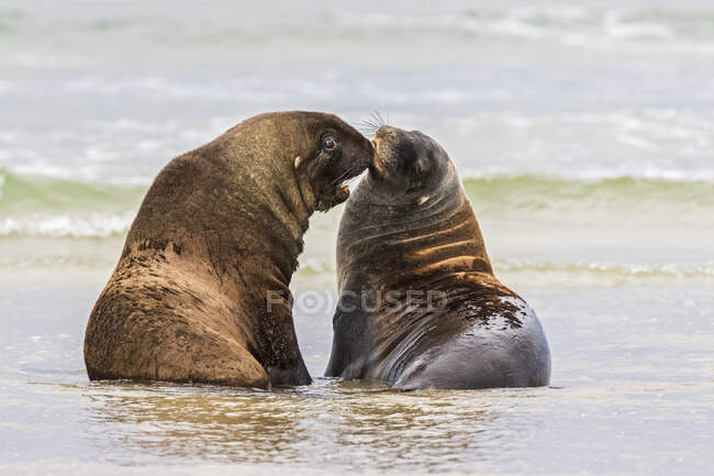 Nova Zelândia, Oceania, Ilha do Sul, Otago, Sudeste, Costa de Catlins, Dois Leões do Mar da Nova Zelândia (Phocarctos hookeri) em Purakaunui Bay — Fotografia de Stock