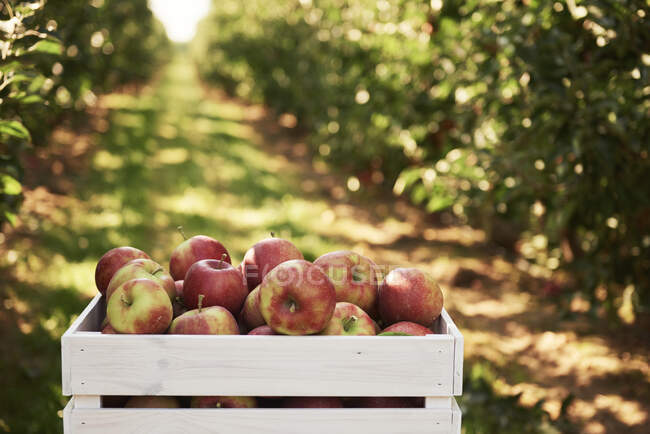 Fresh apples in crate in an apple orchard — Stock Photo