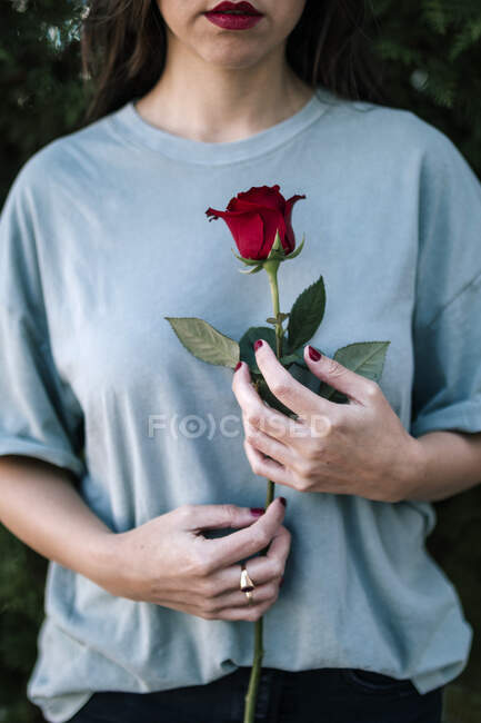 Crop vista della donna con rosa rossa — Foto stock