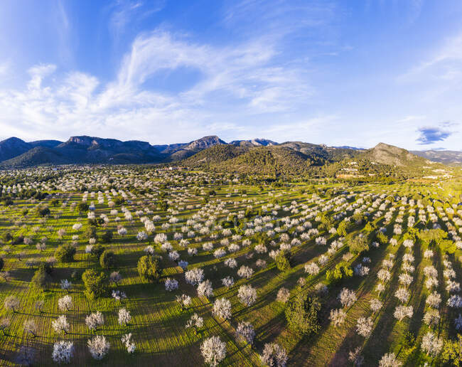 Spagna, Isole Baleari, Bunyola, Veduta aerea dei mandorli nel frutteto primaverile di Serra de Tramuntana — Foto stock