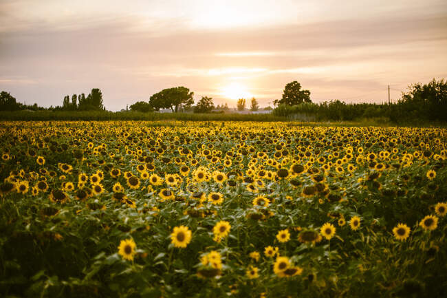 Campo de girassol no pôr do sol de verão — Fotografia de Stock
