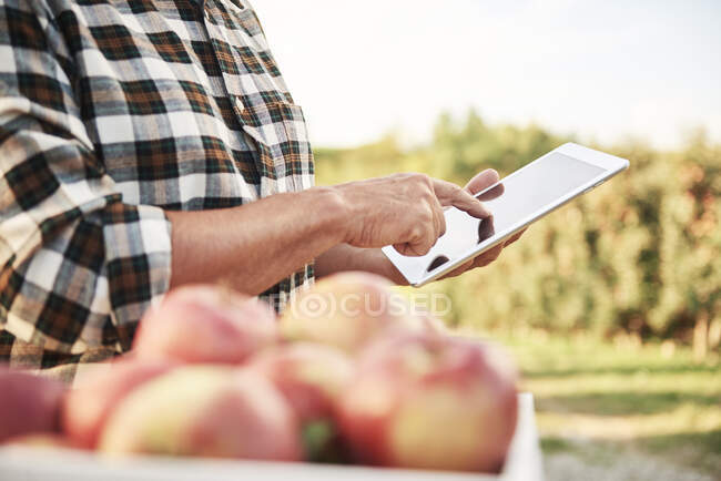 Frutticoltore utilizzando tablet digitale nel suo frutteto di mele — Foto stock