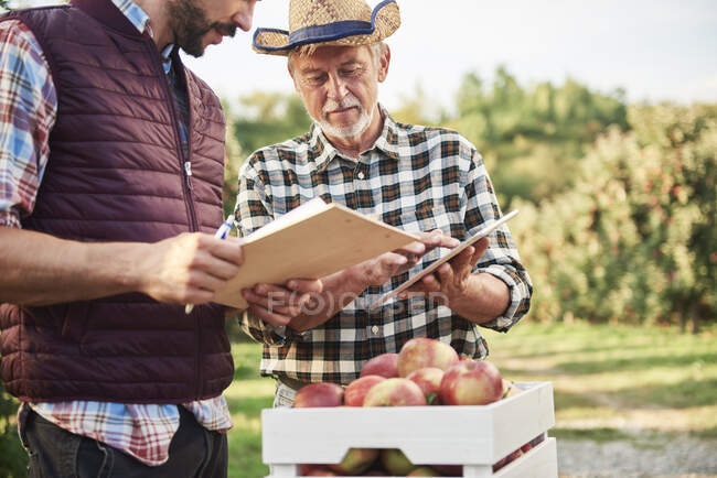 Produttori di frutta che controllano la qualità delle mele raccolte — Foto stock