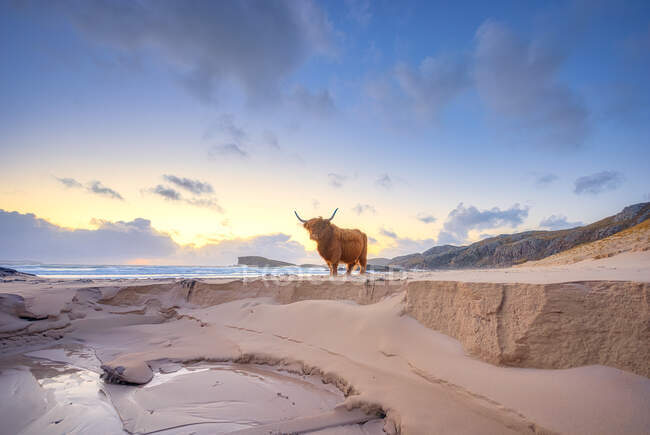 Großbritannien, Schottland, Durness, Highland-Rinderbullen am Sandstrand — Stockfoto