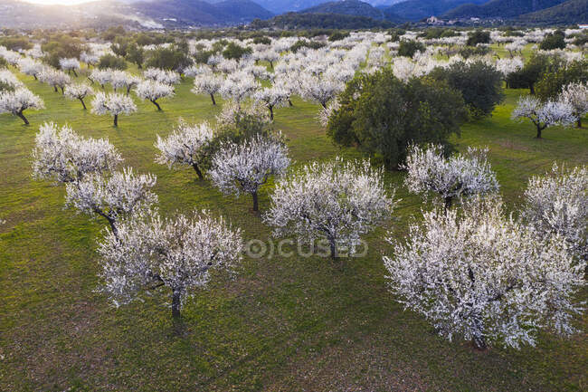 Spagna, Isole Baleari, Bunyola, Veduta aerea dei mandorli nel frutteto primaverile di Serra de Tramuntana — Foto stock