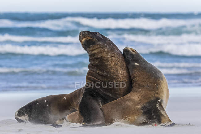 Nova Zelândia, Dunedin, Nova Zelândia leões-marinhos (Phocarctos hookeri)  acasalando na Allans Beach — Água, vida selvagem - Stock Photo | #468756460