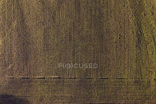 Deutschland, Baden-Württemberg, Freiburg im Breisgau, Luftaufnahme eines riesigen Maisfeldes — Stockfoto
