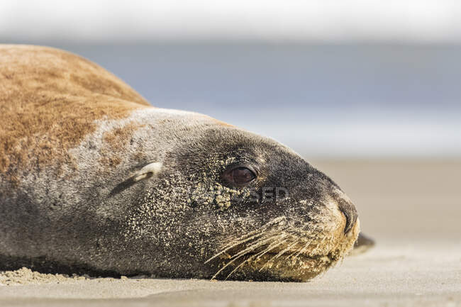 Neuseeland, Dunedin, Porträt des neuseeländischen Seelöwen (Phocarctos hookeri) am Strand von Allans — Stockfoto