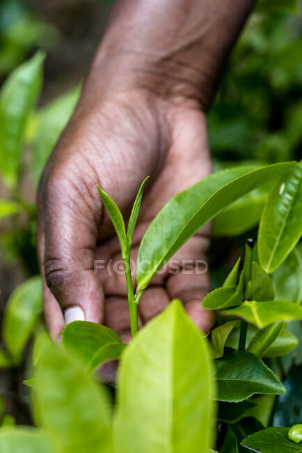 Sri Lanka, Provincia de Uva, Haputale, Primer plano de las manos recogiendo hojas de té - foto de stock