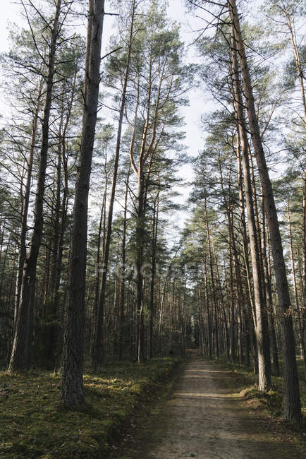 Lituania, Kernave, Sendero forestal vacío - foto de stock