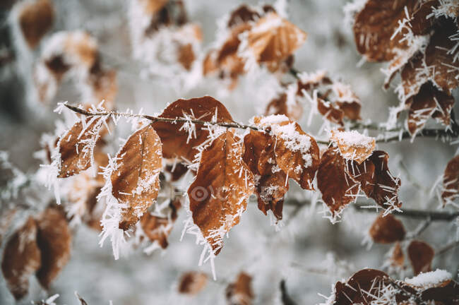 Germany, Baden-Wrttemberg, Constance district, Close-up of leaves covered with frost — Stock Photo