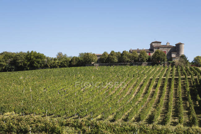 Francia, Nouvelle-Aquitania, dipartimento Gironde, regione vinicola di Bordeaux, vigneti e Chateau Lacaussade — Foto stock
