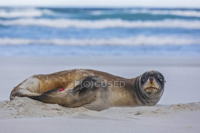 Neuseeland, Dunedin, Porträt des neuseeländischen Seelöwen (Phocarctos hookeri) am Strand von Allans — Stockfoto