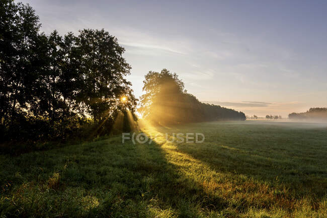 Allemagne, Brandebourg, prairie à la campagne au lever du soleil brumeux — Photo de stock