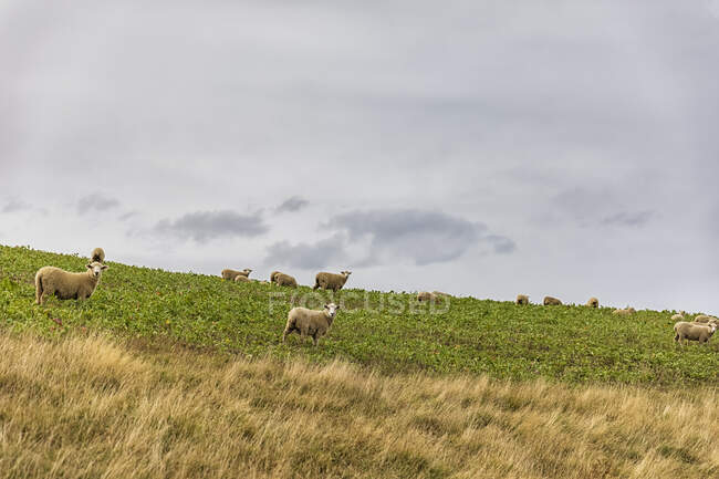 Neuseeland, Wellington Region, Castlepoint, Schafherde auf der Weide — Stockfoto