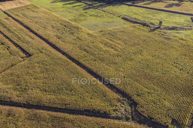 Германия, Феттемберг, Фаим Бентеке, Вид с воздуха огромного кукурузного поля — стоковое фото